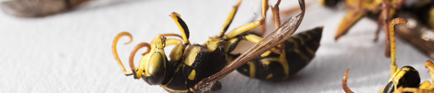 dead wasps - Residential Pest Control in Idaho Falls