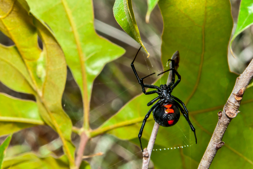 black widow spider in leaves