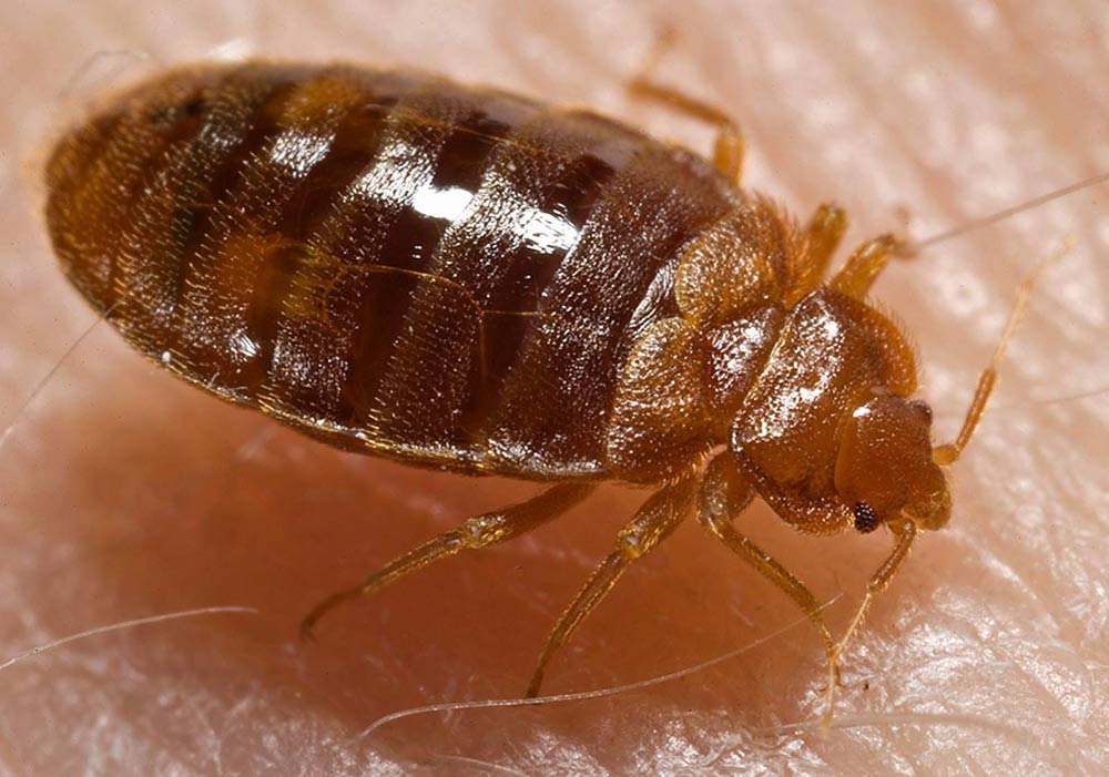 Bed Bug in need of aggressive Bed Bug Treatment